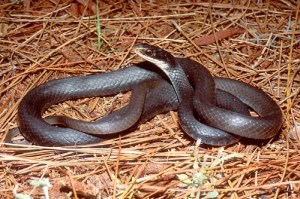 Southern black racer (coluber constrictor priapus)